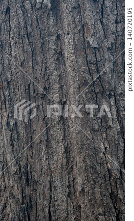 Vertical studio shot of a piece of natural tree bark. The rough dark brown wooden surface displays deep organic ridges and textured grooves isolated against a white background. Vertical studio shot of a piece of natural tree bark. The rough dark brown wooden surface displays deep organic ridges and textured grooves isolated against a white background. 140720195