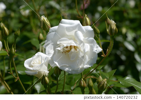 Iceberg rose flower Iceberg rose flower 140720232