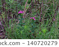 Dianthus japonicus (Japanese pink) - Weed - Flower 140720279