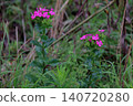Dianthus japonicus (Japanese pink) - Weed - Flower 140720280