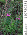 Dianthus japonicus (Japanese pink) - Weed - Flower 140720281