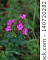 Dianthus japonicus (Japanese pink) - Weed - Flower 140720282