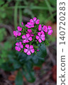 Dianthus japonicus (Japanese pink) - Weed - Flower 140720283