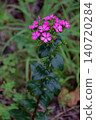 Dianthus japonicus (Japanese pink) - Weed - Flower 140720284