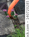 Dianthus japonicus (Japanese pink) - Weed - Flower 140720285