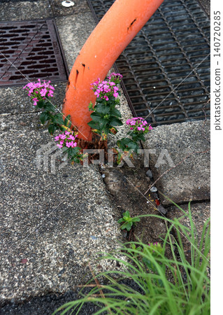 Dianthus japonicus (Japanese pink) - Weed - Flower Dianthus japonicus (Japanese pink) - Weed - Flower 140720285