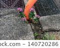 Dianthus japonicus (Japanese pink) - Weed - Flower 140720286