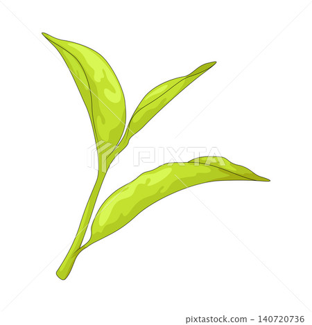 Illustration of Young Leaf Illustration of Young Leaf 140720736