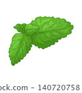 Illustration of Mint Leaf 140720758