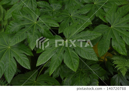 The leaves of the bright green ones that bloom in spring 140720788