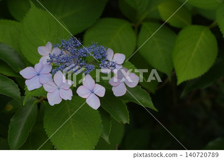 Hydrangeas that bloom in the shade Hydrangeas that bloom in the shade 140720789