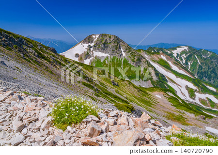 A clear summer day, with the rocky slopes of Mt. Hakuba and Mt. Tsurugi in the Northern Alps as a backdrop, and rock clover blooming at your feet. A clear summer day, with the rocky slopes of Mt. Hakuba and Mt. Tsurugi in the Northern Alps as a backdrop, and rock clover blooming at your feet. 140720790