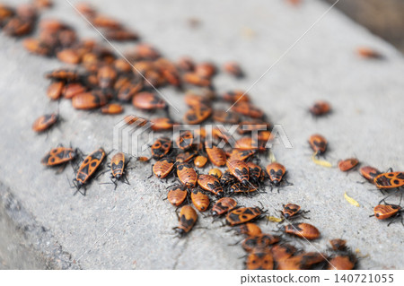 A large cluster of red firebug nymphs crawling on a grey concrete stone. Close-up macro photography of Pyrrhocoris apterus insects aggregation. A large cluster of red firebug nymphs crawling on a grey concrete stone. Close-up macro photography of Pyrrhocoris apterus insects aggregation. 140721055