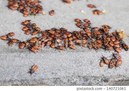 A large cluster of red firebug nymphs crawling on a grey concrete stone. Close-up macro photography of Pyrrhocoris apterus insects aggregation. A large cluster of red firebug nymphs crawling on a grey concrete stone. Close-up macro photography of Pyrrhocoris apterus insects aggregation. 140721061