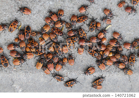 A large cluster of red firebug nymphs crawling on a grey concrete stone. Close-up macro photography of Pyrrhocoris apterus insects aggregation. A large cluster of red firebug nymphs crawling on a grey concrete stone. Close-up macro photography of Pyrrhocoris apterus insects aggregation. 140721062