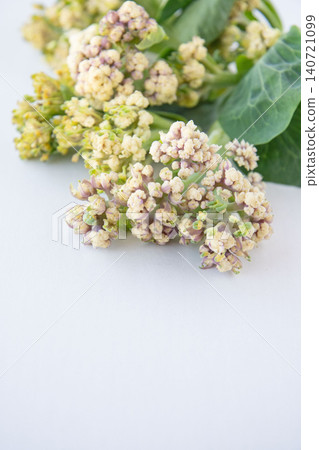 新鮮採摘的菜花 新鮮採摘的菜花 140721099