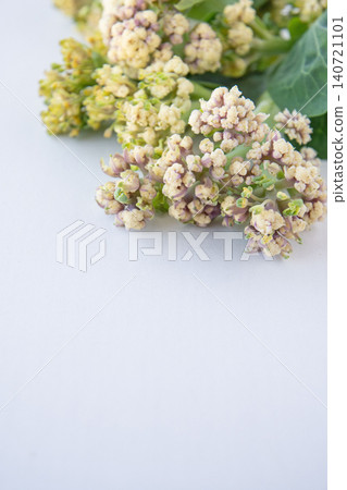 新鮮採摘的菜花 新鮮採摘的菜花 140721101