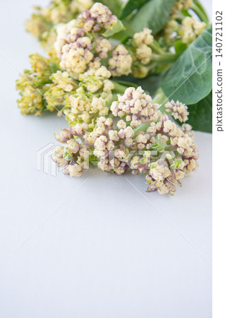 新鮮採摘的菜花 140721102