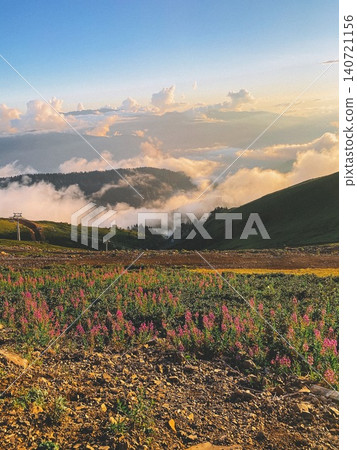 Wildflower meadow above the clouds in mountain landscape at sunset 140721156