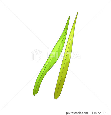 Illustration of Grass Leaf Illustration of Grass Leaf 140721189