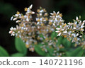 Nandina (Nandina domestica) - Flower 140721196