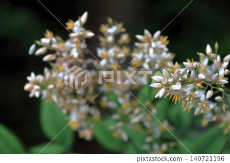 Nandina (Nandina domestica) - Flower Nandina (Nandina domestica) - Flower 140721196