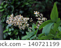 Nandina (Nandina domestica) - Flower 140721199