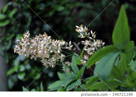 Nandina (Nandina domestica) - Flower Nandina (Nandina domestica) - Flower 140721199