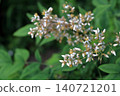 Nandina (Nandina domestica) - Flower 140721201