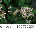 Nandina (Nandina domestica) - Flower 140721203
