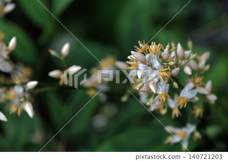 Nandina (Nandina domestica) - Flower Nandina (Nandina domestica) - Flower 140721203