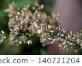 Nandina (Nandina domestica) - Flower 140721204