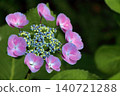 Hydrangea 140721288