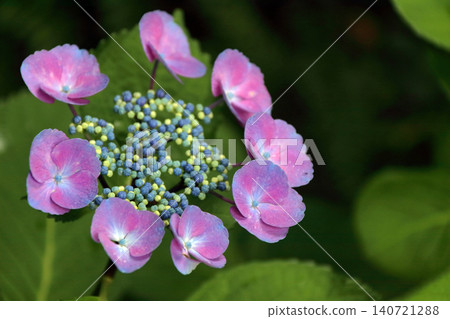 Hydrangea Hydrangea 140721288