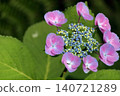Hydrangea 140721289