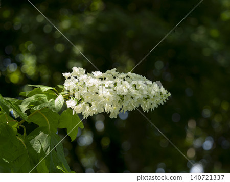Oakleaf hydrangeas blooming in the garden Oakleaf hydrangeas blooming in the garden 140721337