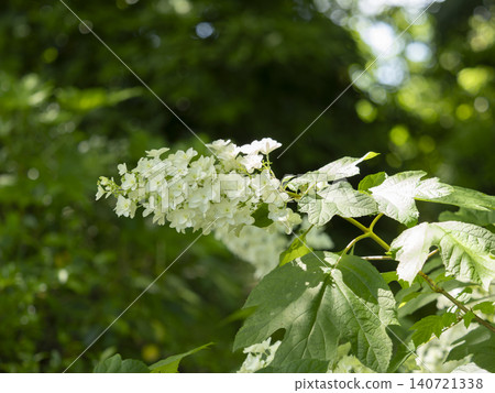 Oakleaf hydrangeas blooming in the garden Oakleaf hydrangeas blooming in the garden 140721338