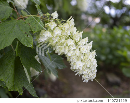 Oakleaf hydrangeas blooming in the garden Oakleaf hydrangeas blooming in the garden 140721339
