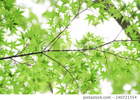 New green maple leaves 140721554