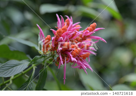 Aphelandra cincliaria Aphelandra cincliaria 140721618