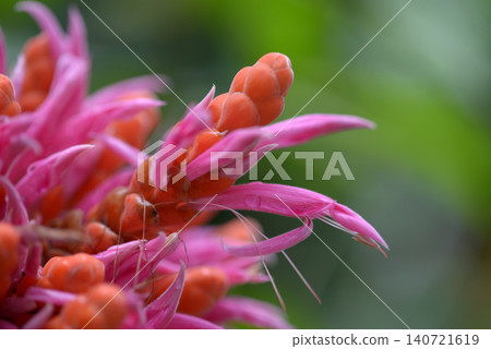 Aphelandra cincliaria Aphelandra cincliaria 140721619