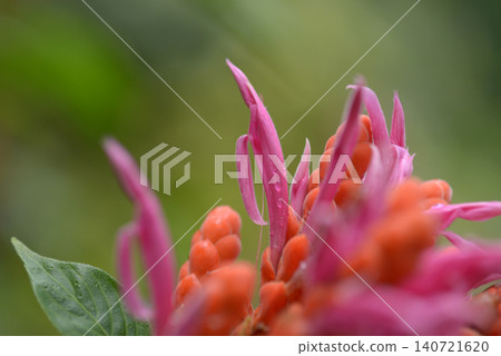 Aphelandra cincliaria Aphelandra cincliaria 140721620