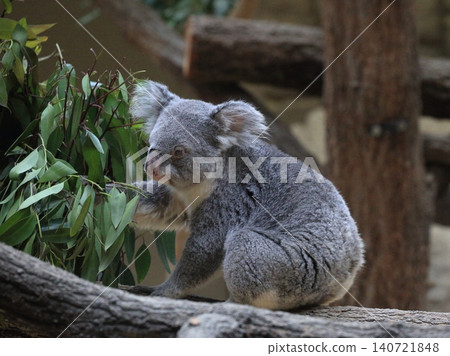 Koala zoo Koala zoo 140721848