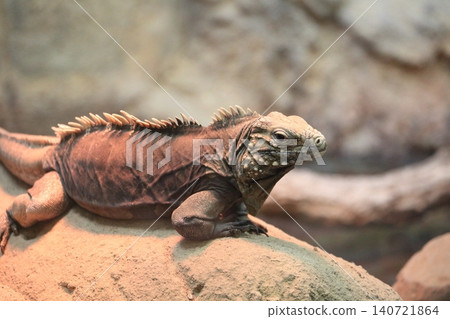 iguana iguana 140721864