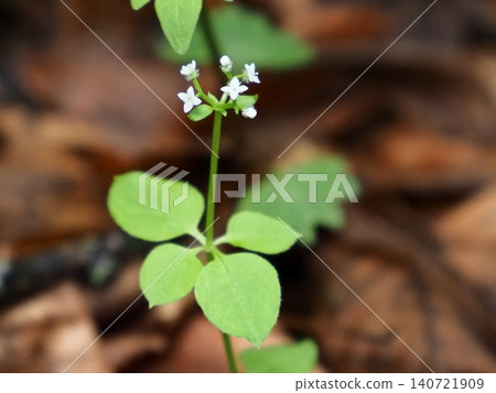 北極茜草在溪邊靜靜地盛開。 北極茜草在溪邊靜靜地盛開。 140721909
