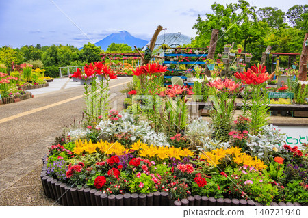 Lilies in full bloom at Tottori Flower Corridor Lilies in full bloom at Tottori Flower Corridor 140721940