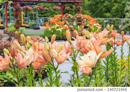 Lilies in full bloom at Tottori Flower Corridor Lilies in full bloom at Tottori Flower Corridor 140721948
