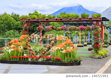Lilies in full bloom at Tottori Flower Corridor Lilies in full bloom at Tottori Flower Corridor 140721951