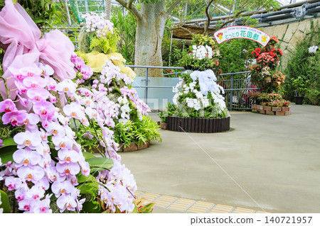 Lilies in full bloom at Tottori Flower Corridor Lilies in full bloom at Tottori Flower Corridor 140721957