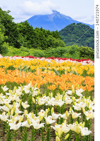 Lilies in full bloom at Tottori Flower Corridor Lilies in full bloom at Tottori Flower Corridor 140721974